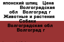 японский шпиц › Цена ­ 25 000 - Волгоградская обл., Волгоград г. Животные и растения » Собаки   . Волгоградская обл.,Волгоград г.